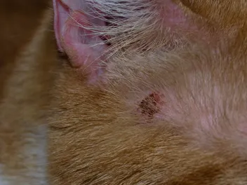 Skin Ulcers in Cats: Our Vet Explains the Causes, Treatment & FAQ