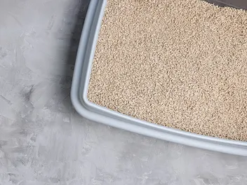 Can You Use Kitty Litter for Oil Spills? Alternative Uses, Tips & Tricks