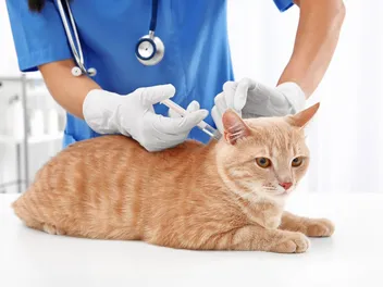 How to Stop Cats From Getting Pregnant Naturally: Vet Approved Advice