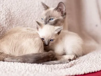 Siamese Kittens for Sale in Arkansas: Breeders List 2026
