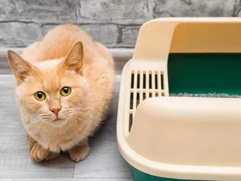Where to Put Your Cat's Litter Box: 12 Vet-Reviewed Tips for Choosing the Perfect Location