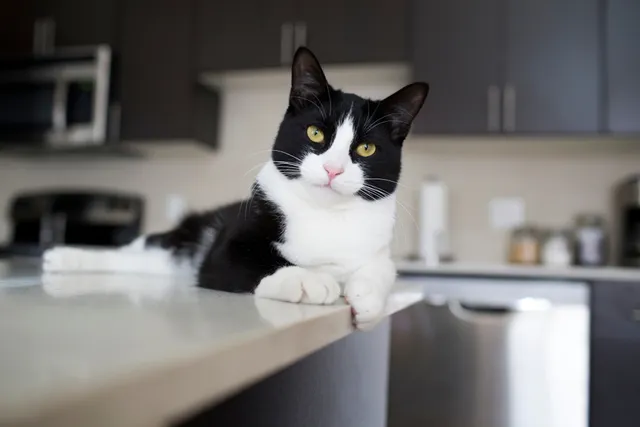 How to Keep Cats Off Kitchen Counters: 10 Effective Vet-Approved Tips & Tricks