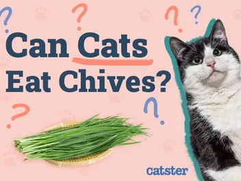 Can Cats Eat Chives? Vet-Reviewed Facts & FAQ