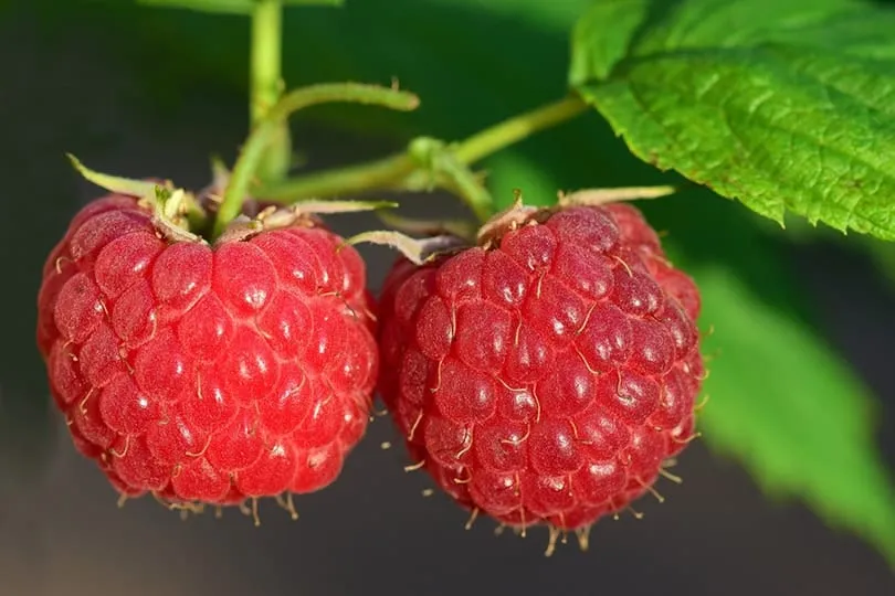 raspberries fruit