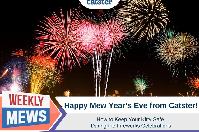 Happy Mew Year's Eve From Catster! Keeping Your Kitty Safe During the Fireworks