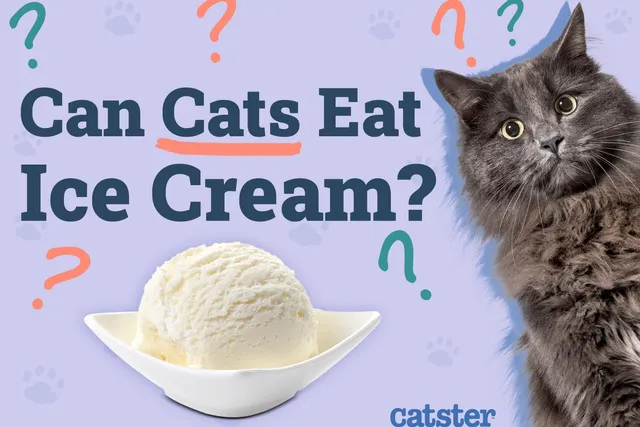 Can Cats Eat Ice Cream? Vet Approved Facts & Alternatives