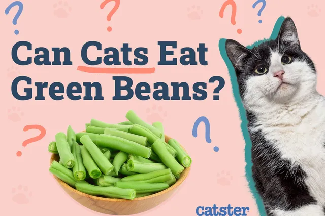 Can Cats Eat Green Beans? Vet-Verified Nutritional Guide