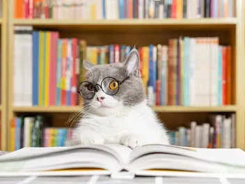 16 Colleges That Allow Cats: Where to Study With Your Feline Friend