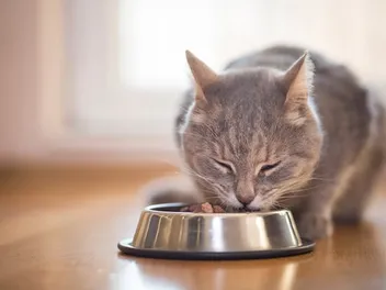How to Care for a Cat With Diabetes: Our Vet Shares 7 Tips