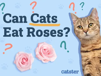 Can Cats Eat Roses? Vet-Reviewed Safety Facts & Information