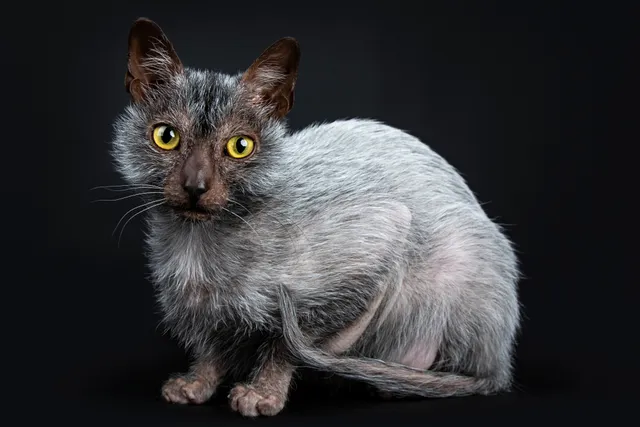 Lykoi Cat Breed (Wolf Cat): Pictures, Info, Care Guide & More