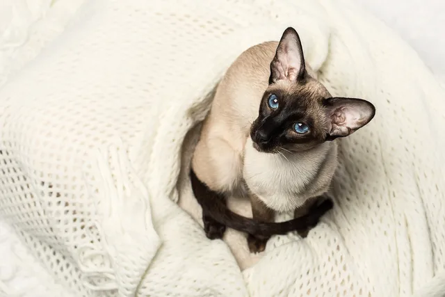 7 Vet-Verified Facts About Seal Point Siamese Cats (With Pictures)
