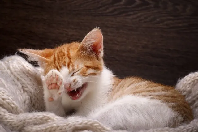 Can a Cat Laugh? Vet-Reviewed Scientific Facts & Information
