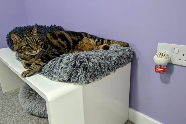 Pheromone Diffuser for Cats: Vet-Reviewed Pros, Cons & FAQ