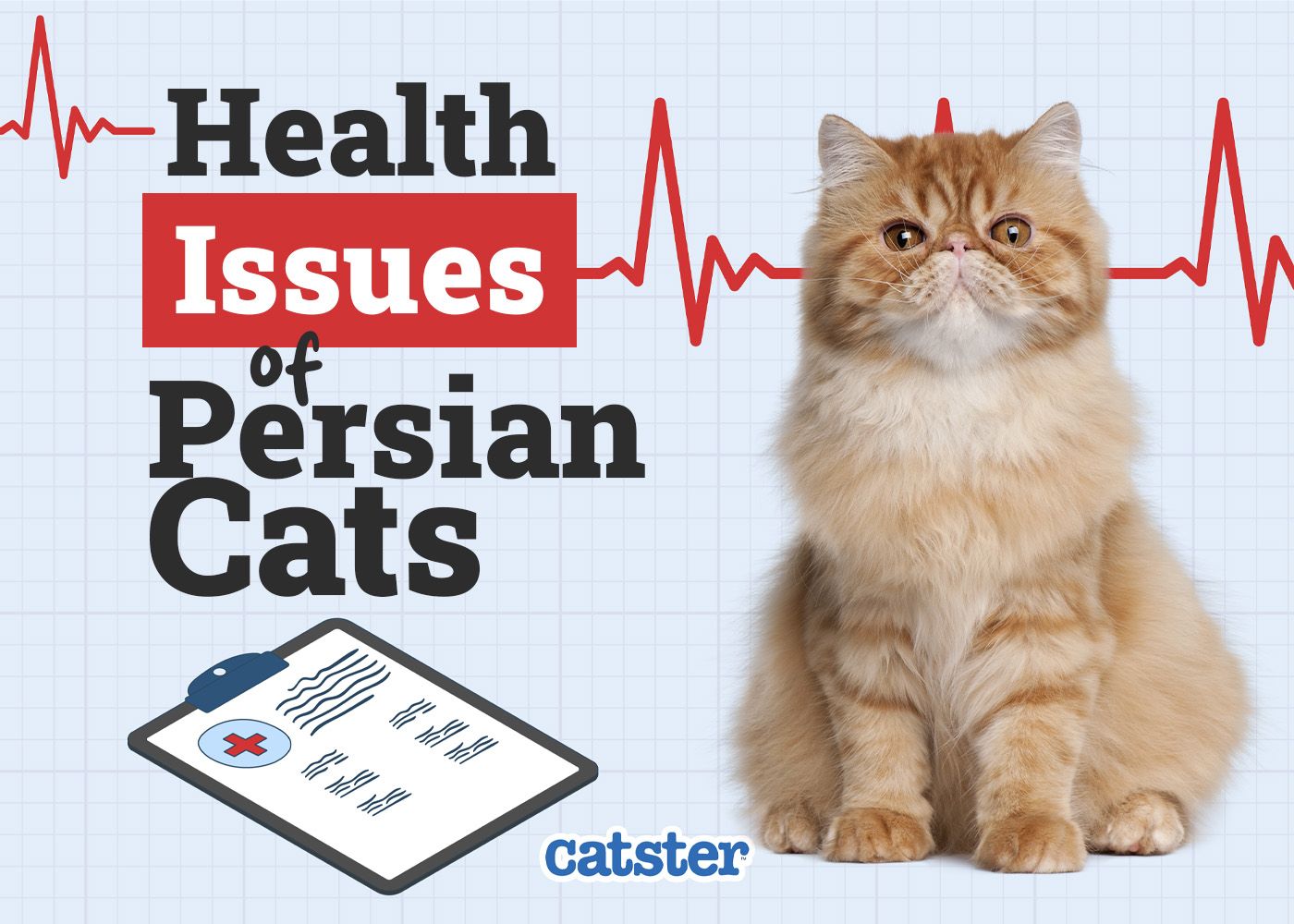 Catster_Health Problems of Persian Cats