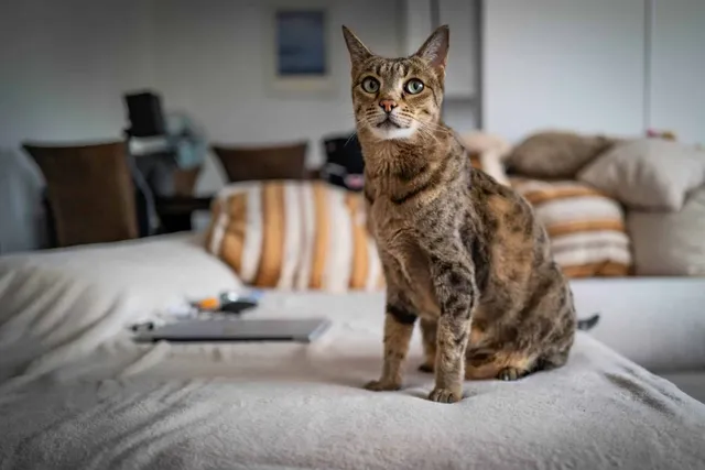 6 Incredible Ashera Cat Facts You'll Be Surprised to Learn