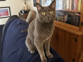 Living with Cats That Love to Bite: Olga’s Fondness for Fangs