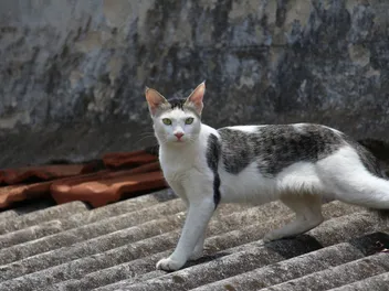 Serrade Petit Cat Breed: Info, Pictures, Temperament & Traits
