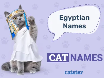 100+ Egyptian Cat Names: Ideas for Enlightened & Divine Cats
