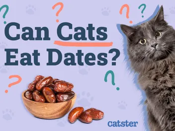 Can Cats Eat Dates? Vet-Verified Nutrition Info & Facts
