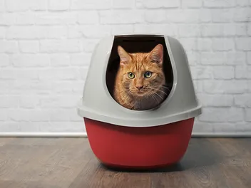 10 Best Cat Litters for Allergies in 2026 - Reviews & Top Picks