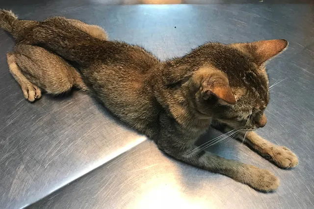 My Older Cat Is Losing Weight: 10 Vet-Reviewed Reasons