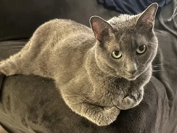 Why People Love to Talk About Their Cats: Olga’s Entertaining Nature