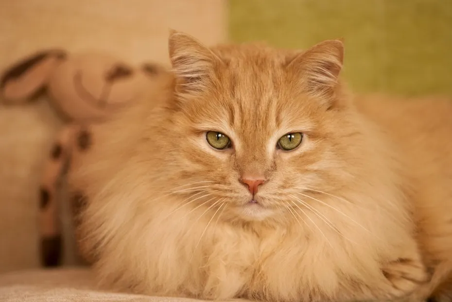 close up cream norwegian forest cat