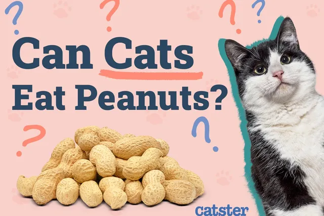 Can Cats Eat Peanuts? Vet Reviewed Health Benefits & Precautions