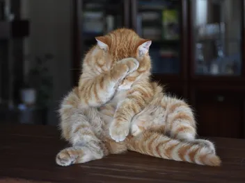 Why Do Cats Scoot? 5 Vet Reviewed Reasons & What to Do