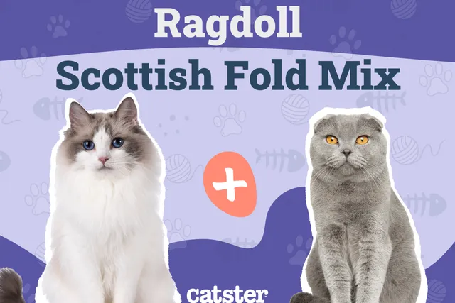 Scottish Fold Ragdoll Mix: Info, Pictures, Temperament & More