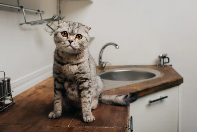 How to Keep Cats Away From Certain Areas: 18 Vet-Verified Methods