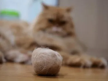 9 Best Hairball Remedies for Cats in 2026 - Reviews & Top Picks