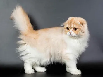 Long Hair Scottish Fold Cat: Info, Facts, Pictures & History