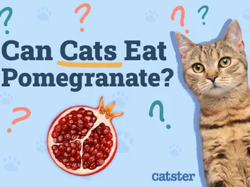 Can Cats Eat Pomegranate? Vet-Reviewed Facts & FAQ