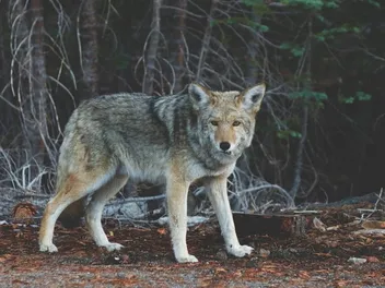 How to Protect Your Cat From Coyotes: 5 Vet-Reviewed Methods