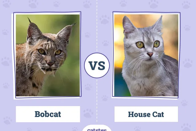Bobcat vs House Cat: The Differences Explained (With Pictures)