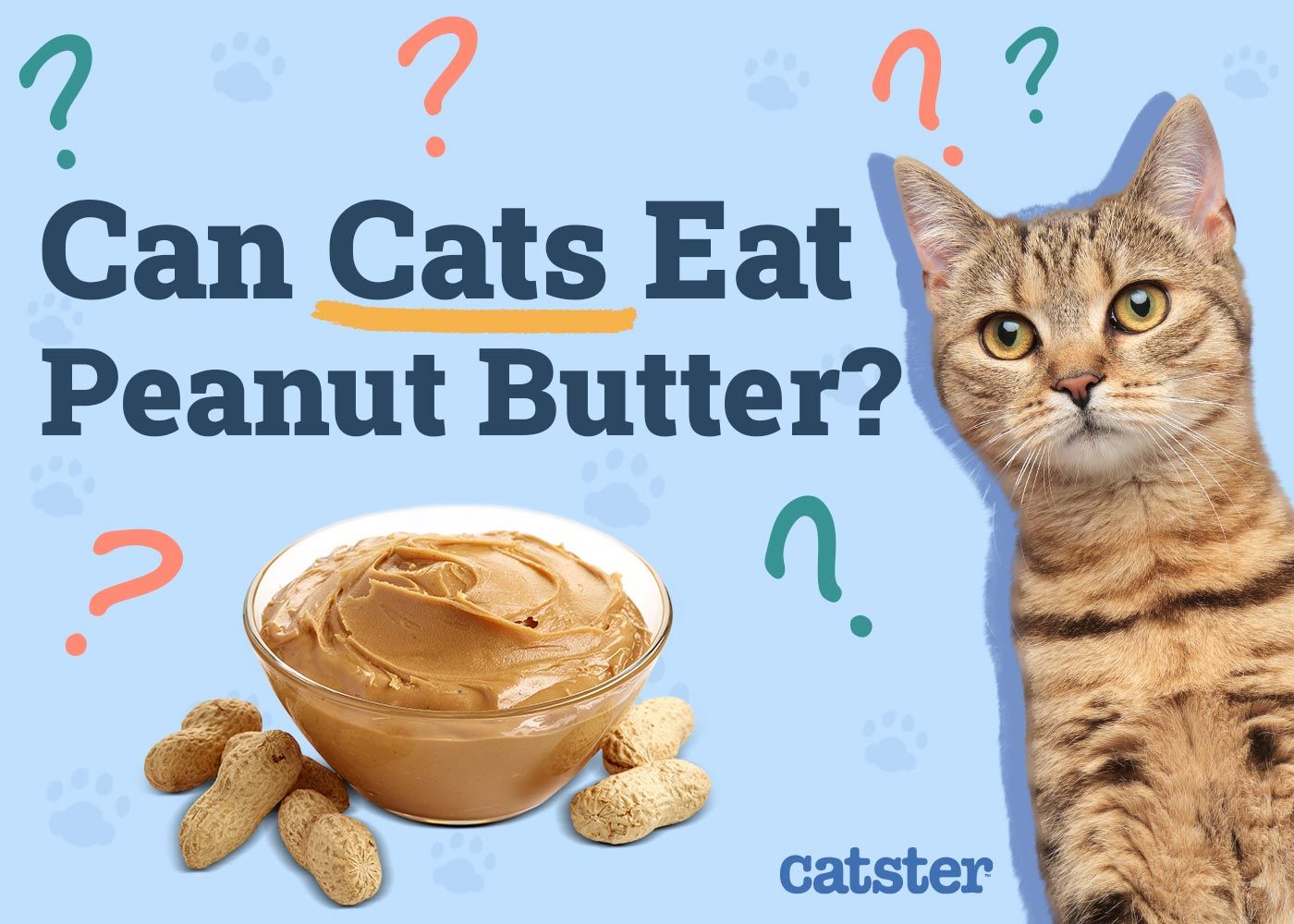 Can Cats Eat Peanut Butter
