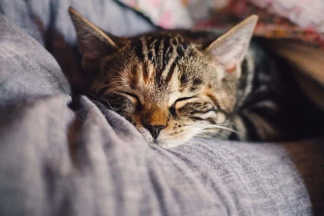 Where Should Cats Sleep at Night? 7 Vet-Approved Tips & Advice