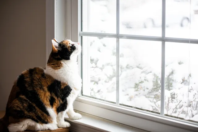 Proof That Moving Cats Indoors Is Easier Than You Think