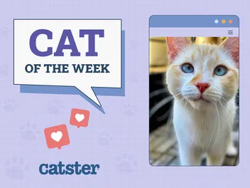 Catster Photo Contest: Cats of the Week Winners (August 14, 2025)
