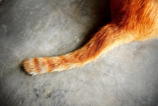 Do Cats Have Bones in Their Tails? Feline Anatomy Explained (Vet Verified)