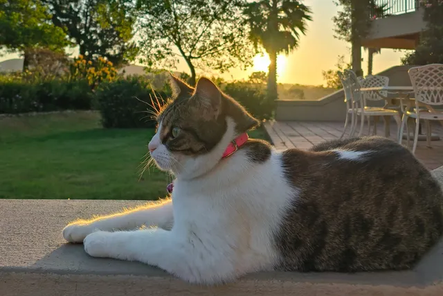 Adventures, Picnics, and a Little Bit of Kitty Chaos: Milly Unleashed (Part Two)