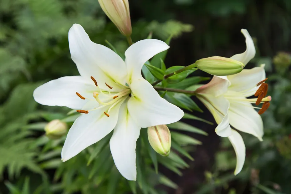 White Easter Lily flowers in the garden