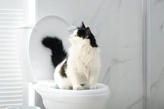 Can I Toilet Train My Cat? Vet-Reviewed Pros & Cons
