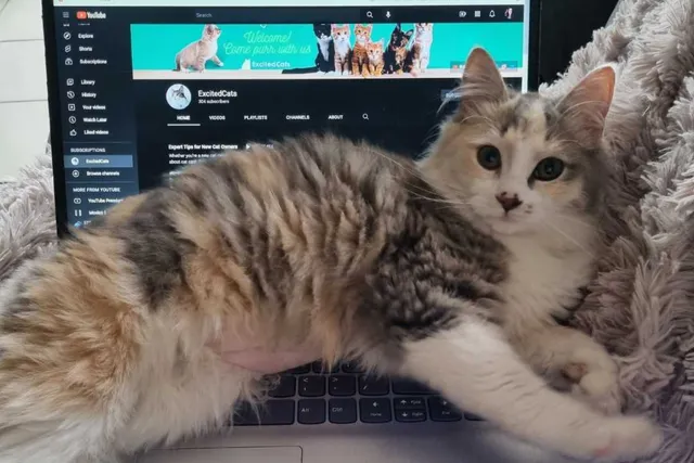 Preparing for a Kitten’s Arrival: How I Prepped for Ivy