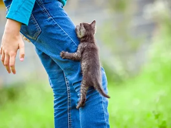 Why Does My Kitten Climb Me Like a Tree? 6 Vet-Reviewed Reasons & How to Stop it