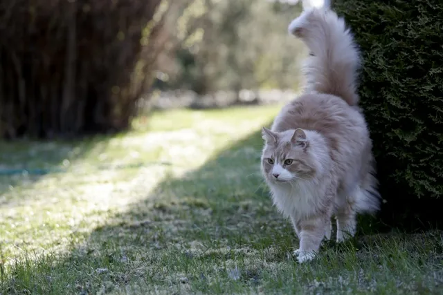 5 Cat Marking Behaviors: Vet-Reviewed Facts & Prevention