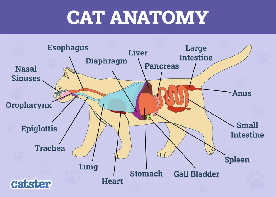 Cat Internal Anatomy