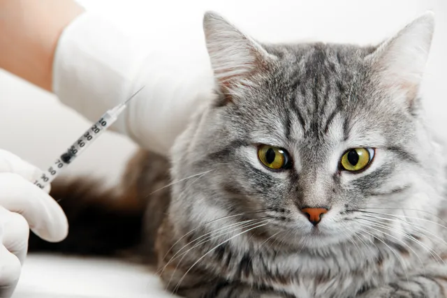 Risks of Steroid Injections for Cats: Challenges and Management